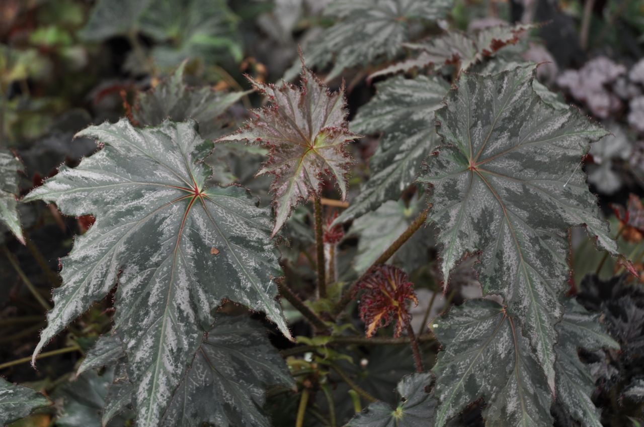 B. ‘Griswold’
